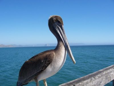 pelican on cayucos pier